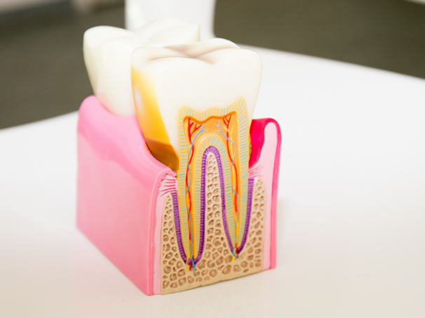 Model of a tooth sitting on a desk that shows the layers inside of it